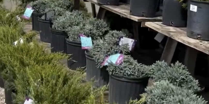 garden-center2