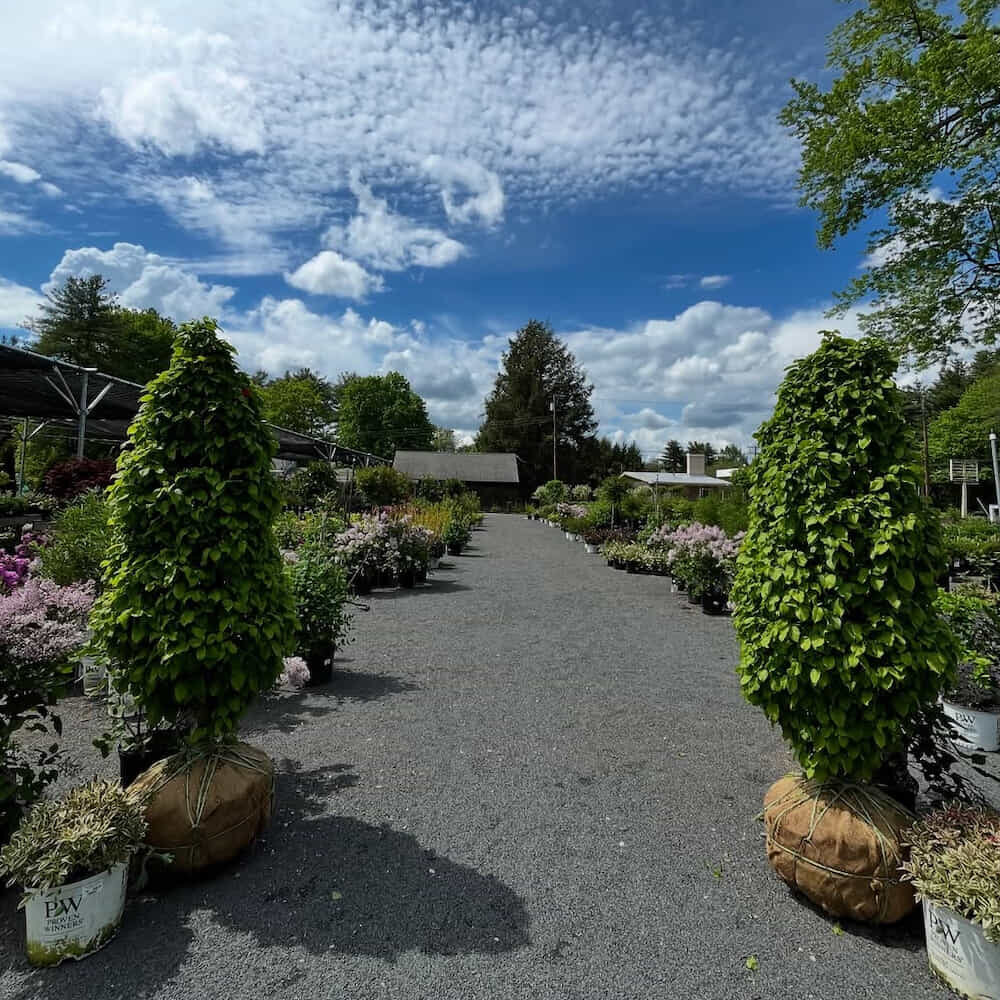 maple-tree-nursery-yard