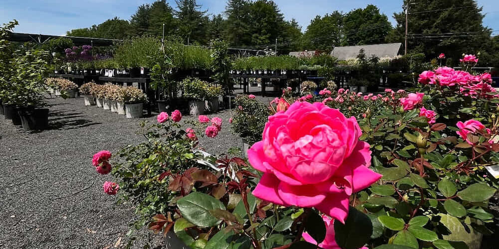 maple-tree-nursery-yard2