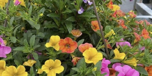 offering-annuals-and-perennials